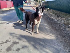 Bardi: eine großherzige Hundedame wünscht sich Familienanschluss