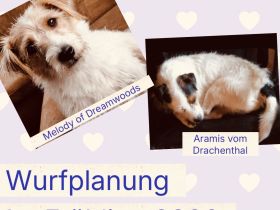 Jack Russel Terrier to Foggy Dreams