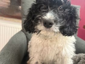 Pudel Malteser Mix Gismo