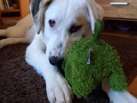 Welpengeschwister Thira & Skia / beide weiblich / derzeit noch in Griechenland