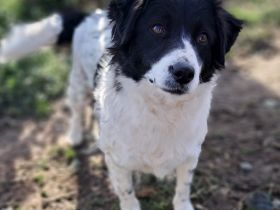 Hündin Chara / weiblich, kastriert / derzeit noch in Griechenland / vorgemerkt