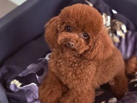 Toy Pudel Hündin Asiatischelinie Mahagoni rot