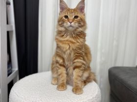 Maine-Coon-Kater steht zum Decken zur Verfügung.