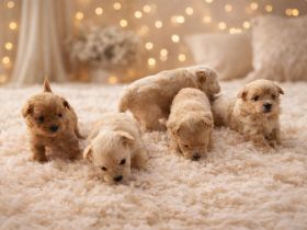 Pudel Mix- Zwergpudel mit Shih Tzu Spitz Mix Welpen