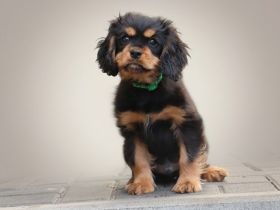 Cavalier-King-Charles Spaniel Welpe - Rüde "Lenny" sucht seine Dosenöffner