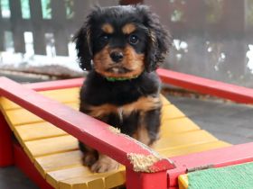 Cavalier-King-Charles Spaniel Welpe "John Lennon" Rüde