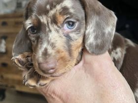 Bezaubernde Zwergdackel suchen neues Zuhause