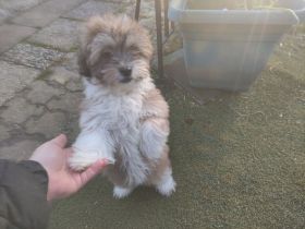 Havaneser Hündin Welpe