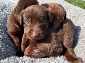 Prodáváme labradora