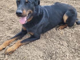 Beauceron welpen