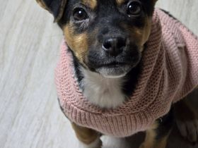 Yuna - fröhliches Hundemädchen!