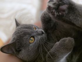 BKH Katze Grau sucht Neues Zuhause