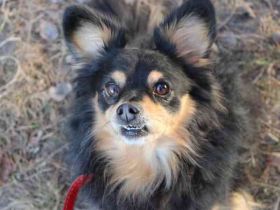 Tammy, Spitzmix- Hündin, geb. 2017, süß, liebevoll und bereit, wieder Vertrauen zu fassen