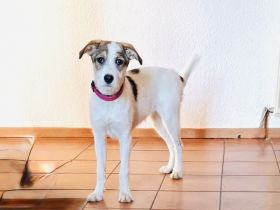 Parson Russel Mix Lilly