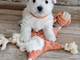 Bildhübsche Westie Welpen Reinrassige West Highland White Terrier Welpen