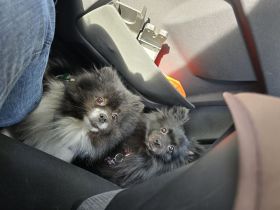 Ich verkaufe meine zwei Hunde