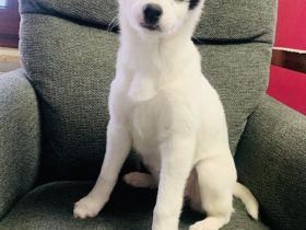 Kleines Mädchen sucht ein Zuhause