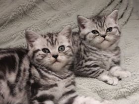 🐱BLACK SILVER TABBY BKH Kitten abzugeben – Junge & Mädchen 🐾