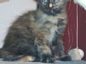 Zuckersüße Maine Coon Kitten