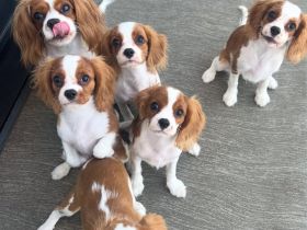 Cavalier King Charles Spaniel