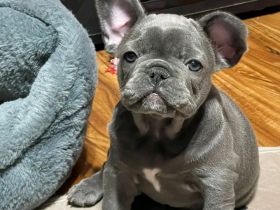 Bezaubernde 💕 Französische Bulldoggenwelpen suchen ein liebevolles Zuhause.  Wir haben bezaubernde