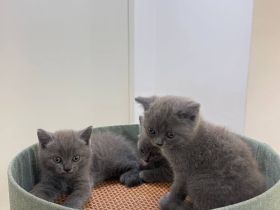 ✅Gesunde und wunderschöne Britisch Kurzhaar-Kätzchen✅