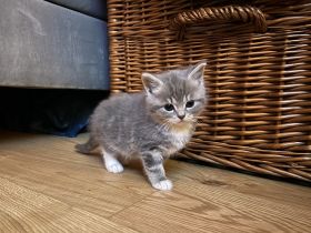 BKH-Mix Kitten – liebevoll aufgezogen, Abgabe ab März 2026