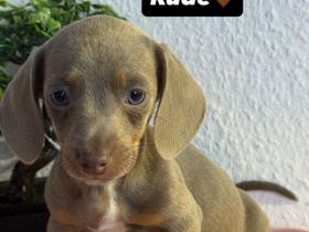 🐾 Liebevolle Zwergdackel Welpen suchen ihr Für-immer-Zuhause 🐾