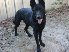 Timo, Schäferhundmix, geb. 2020, ein Hund, der sein Herz ganz leise –,aber für immer verschenkt