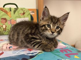 Maine Coon Bkh Mix Kitten