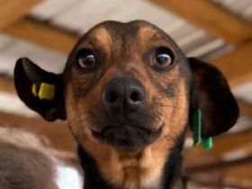 Erni, kleiner, kontakfreudiger, süßer Rüde sucht neue Wirkungsstätte :-), 2J, 30 cm
