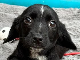 Jannik, kleiner, freundlicher Welpe, und seine Geschwister sind in Deutschland angekommen, 6M, 19 cm