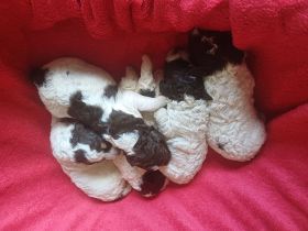 Lagotto Romagnolo Welpen aus Brandenburg