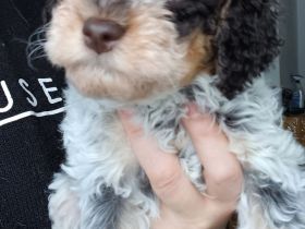 Lagotto Romagnolo Welpen aus Brandenburg