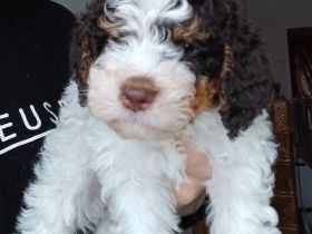 Lagotto Romagnolo Welpen aus Brandenburg
