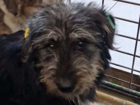 Limette, liebe, noch sehr zurückhaltend sucht ein verständnisvolles Zuhause, 1.5 J, 40 cm