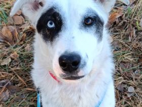 Angel - Wartet in 63871 Heinrichsthal