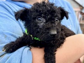 Zuckersüßer Iggy sucht Heim mit Garten