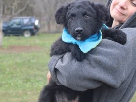 Wuscheliger Xaver sucht Kuschelhöhle