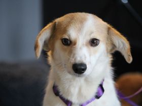 Rumi sucht ihre Lieblingsmenschen...