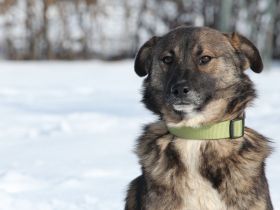 Juli sucht liebevolle Familie...