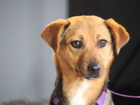 Narina sucht ihr Für-Immer-Zuhause!