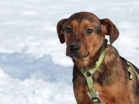 Jando möchte sein Herz verschenken...