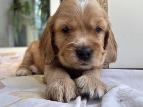 Cocker Spaniel Welpen