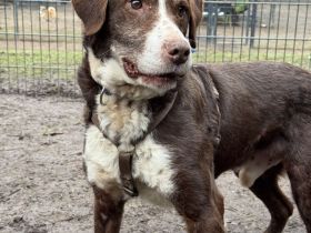 Marley sucht ein liebevolles und ruhiges Zuhause...