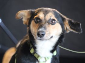 Dorino sucht sein Glück...