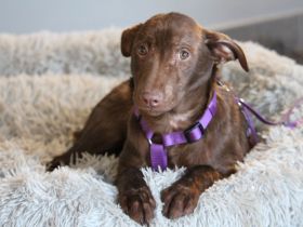 Malina sucht ihr warmes Körbchen...