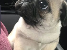 Niedlicher Mops-Welpe (Rüde) sucht ein neues Zuhause 🐾