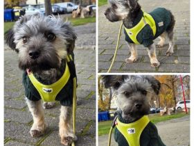 Balu sucht sein Für-immer-Zuhause; Yorki-Bolonka-Mix - Junghund