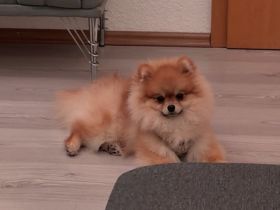 Pomeranian in liebevolle Hände abzugeben